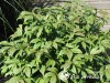 Ožekšnis Sparnuotasis  Little Moses ,Odom' ' (lot. Euonymus alatus)